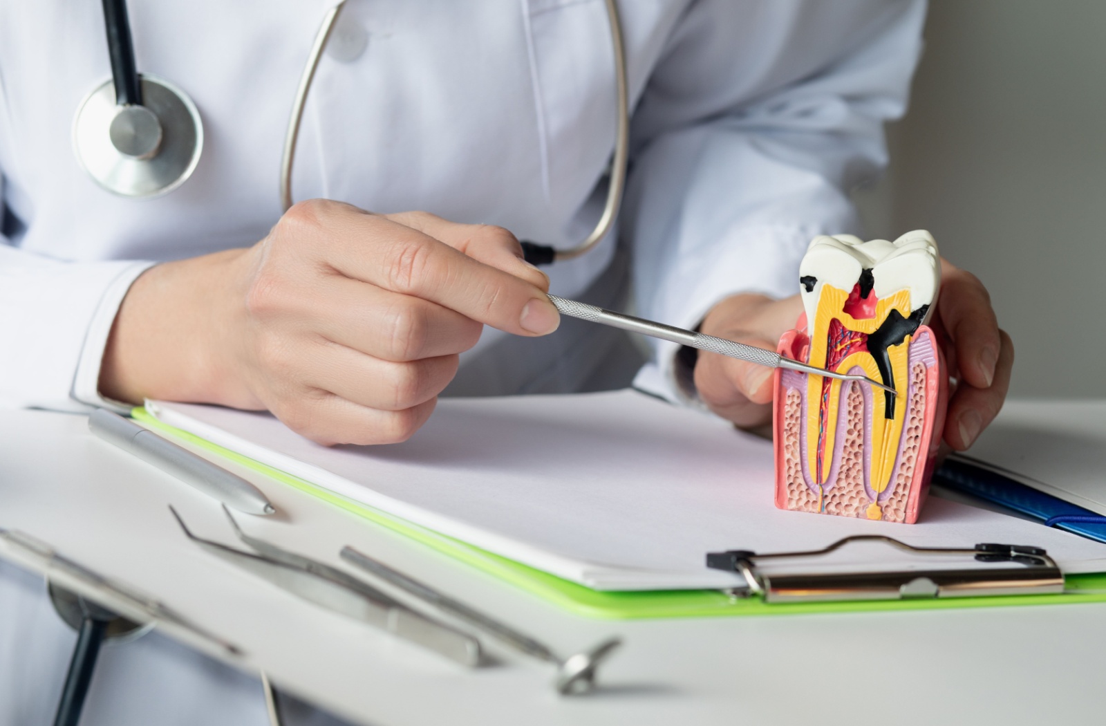 A doctor in a white coat holds a bisected tooth statue in their left hand and a dental tool in their right, demonstrating how root canals help teeth function.